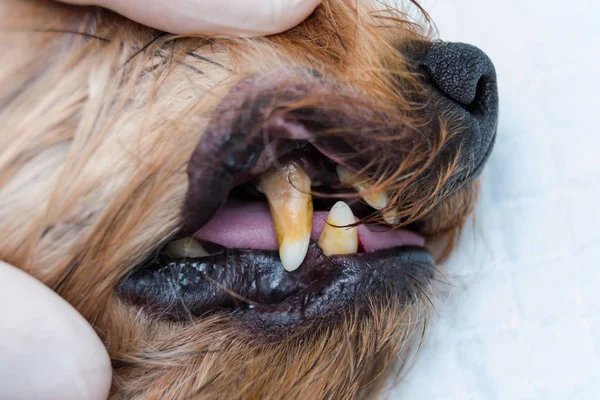 Dog teeth with tartar and stinky mouth