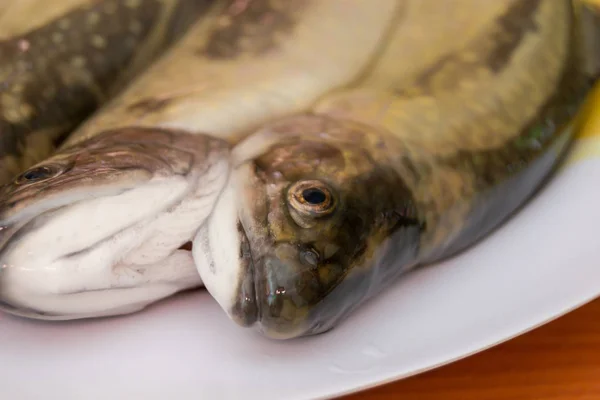 Kepala ikan trout di piring — Stok Foto