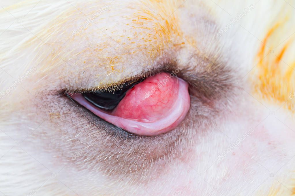 White dog with cherry eye, side view