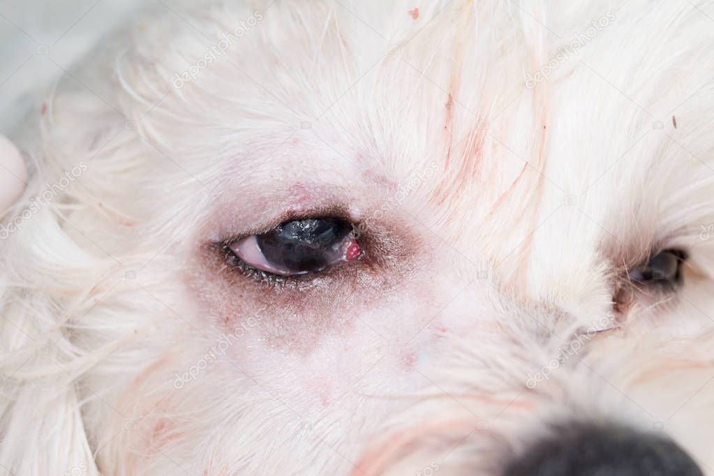 eye of a dog after cherry eye surgery