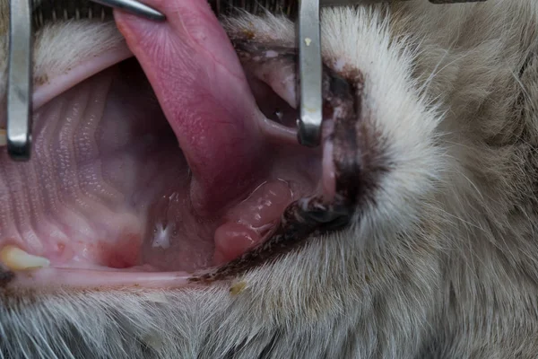 Granuloma eosinofílico en la boca de un gato. Gato con tumor oral — Foto de Stock