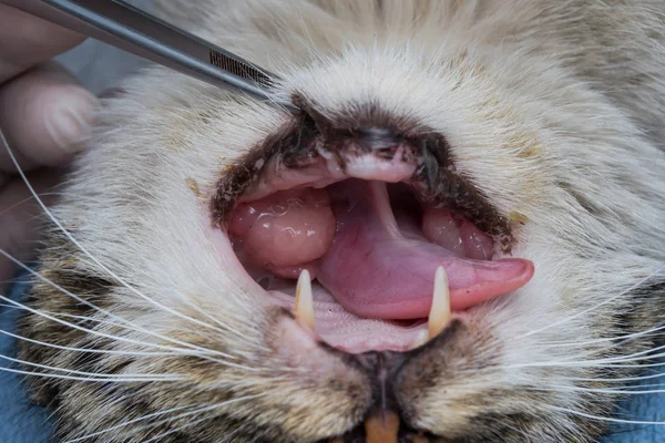 ネコの口の中の好酸球肉芽腫。口腔 tumo の猫 — ストック写真