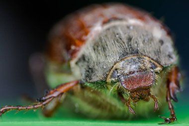 Yaz chafer veya Avrupa Mayıs ve Haziran Beetle 