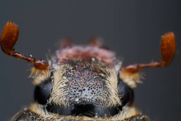 Chafer de verano o europeo mayo y junio cabeza de escarabajo — Foto de Stock