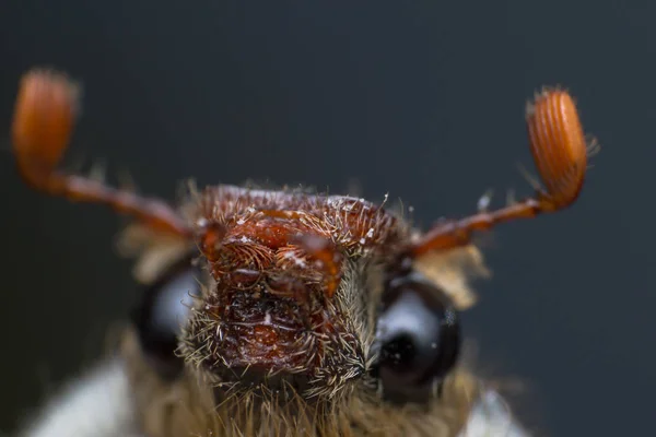 Chafer de verano o europeo mayo y junio escarabajo — Foto de Stock