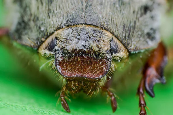 Chafer de verano o escarabajo de junio europeo , —  Fotos de Stock