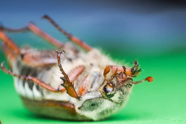 Chafer de verano o escarabajo de junio europeo , — Foto de Stock