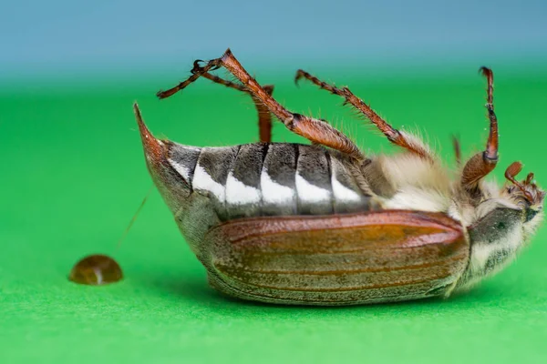 Chafer de verano o caca de escarabajo europeo de junio — Foto de Stock