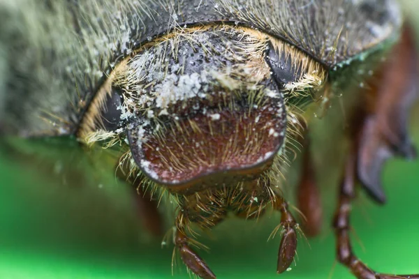 Zomer Chafer of Europese juni kever — Stockfoto