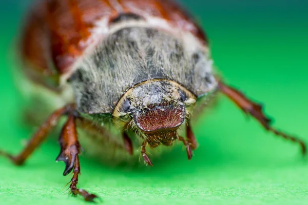 Chafer de verano o escarabajo de junio europeo , — Foto de Stock