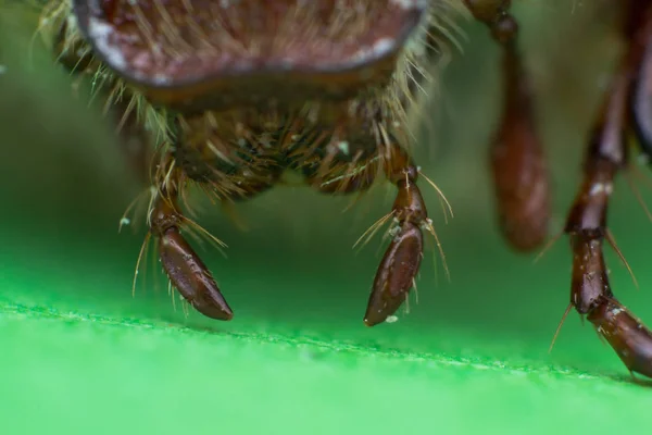 Chafer de verão ou escaravelho europeu de junho , — Fotografia de Stock