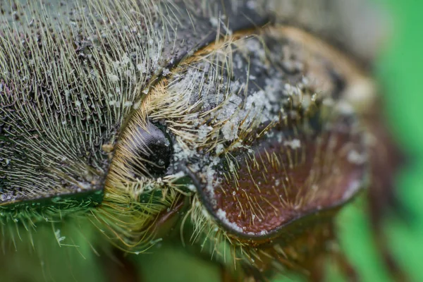 Zomer Chafer of Europese juni kever, Amphimallon solstitiale hoofd — Stockfoto