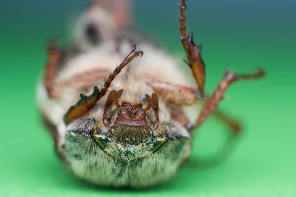 Chafer de verano o escarabajo de junio europeo, Amphimallon solstitiale en superficie verde — Foto de Stock