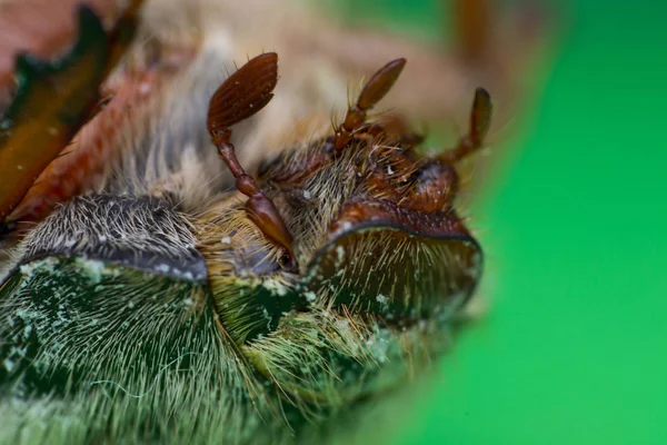 Zomer Chafer of Europese juni kever, Amphimallon solstitiale hoofd — Stockfoto