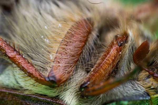 Chafer de verano o escarabajo europeo de junio, Anphimallon solstitiale piernas con pelo —  Fotos de Stock