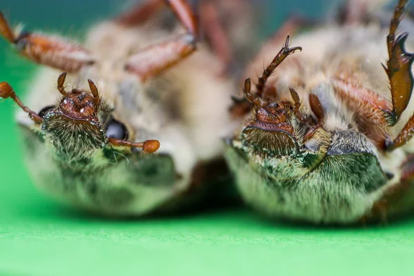 Tartelette d'été ou scarabée européen du juin, Amphimallon solstitiale — Photo