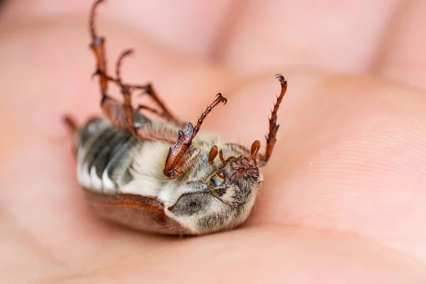 Chafer de verano o escarabajo europeo de junio en la superficie de la piel — Foto de Stock