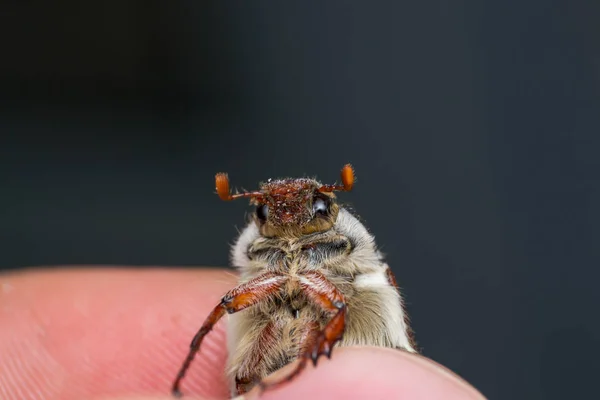 Chafer de verano o escarabajo europeo de junio, entre los dedos — Foto de Stock