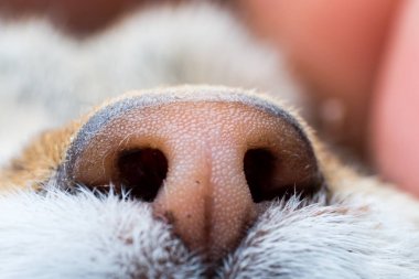 kedi burun closeup ön görünüm