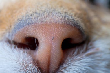 kedi burun closeup ön görünüm