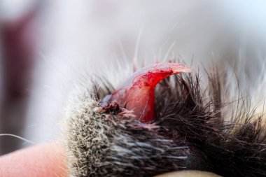 bir kedi kırık çivi 