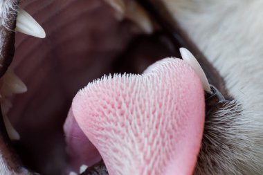 kedi dili ve ağız closeup