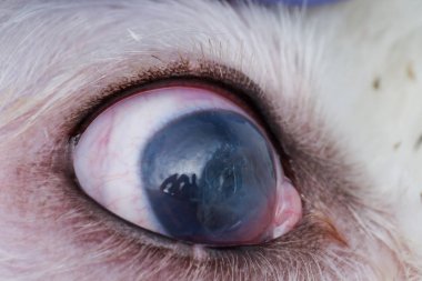derin kornea ülseri closeup ile bir köpek gözü