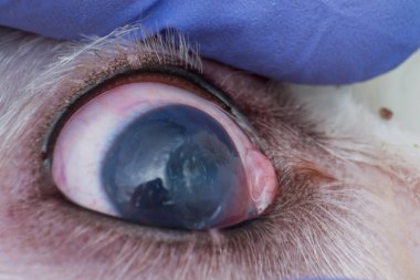 derin kornea ülseri closeup ile bir köpek gözü