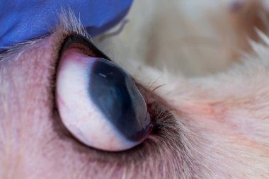 derin kornea ülseri closeup ile bir köpek gözü