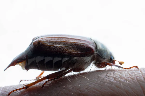 Puede y junio insecto en la superficie de la piel humana — Foto de Stock
