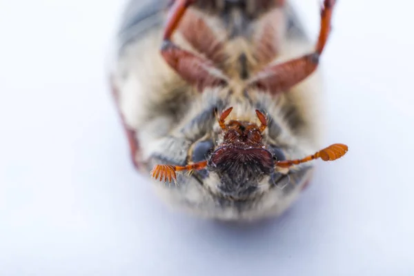 Μάιος και Ιούνιος bug στη λευκή επιφάνεια — Φωτογραφία Αρχείου