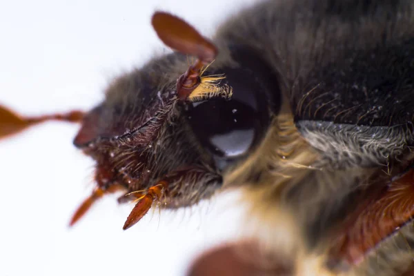 Extrême macro af a mai scarabée face gros plan, vue de côté — Photo