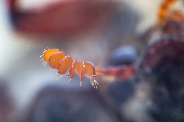 Μπορεί να bug lamellate κεραία ακραία μακρο — Φωτογραφία Αρχείου
