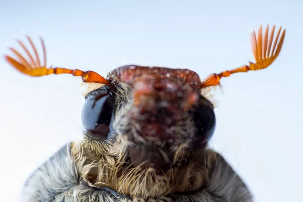 Extreme macro af a may beetle face closeup, front view — Stock Photo, Image