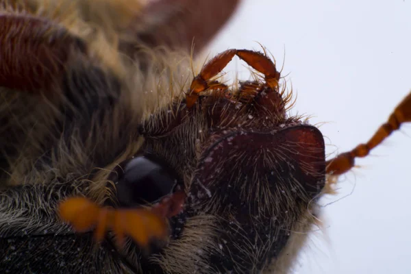 Extremo macro af a pode besouro rosto close-up, vista lateral — Fotografia de Stock