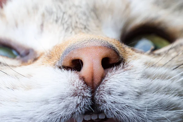 cat nose closeup front view