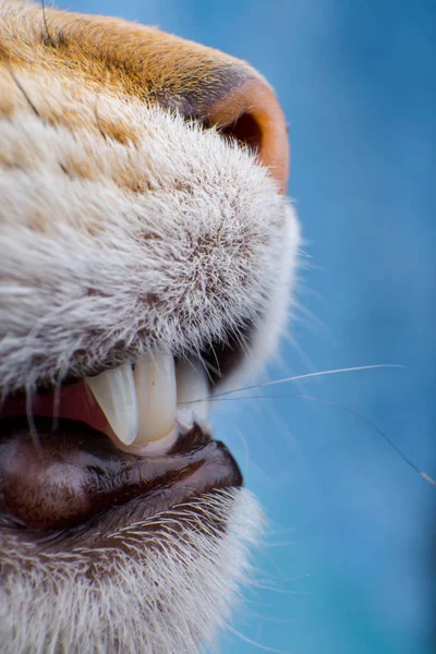 Chat nez gros plan vue de face — Photo