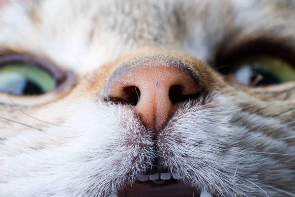 Nariz de gato close-up vista frontal — Fotografia de Stock