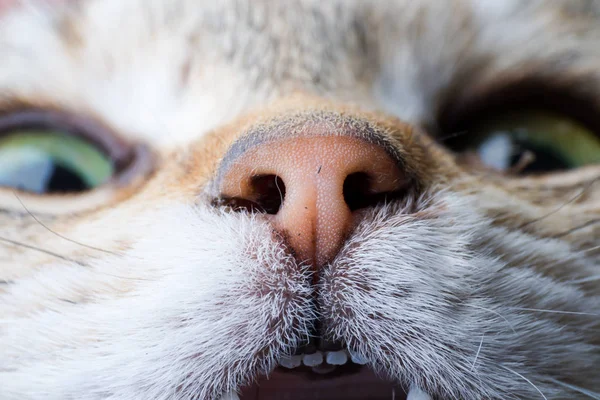 Chat nez gros plan vue de face — Photo