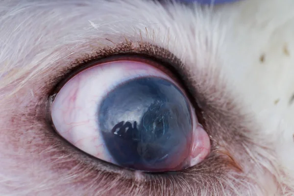 Ojo de un perro con úlcera corneal profunda primer plano — Foto de Stock