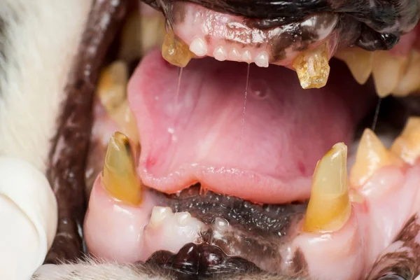 Dentición gato muy viejo, dientes fracturados y placa bacteriana — Foto de Stock