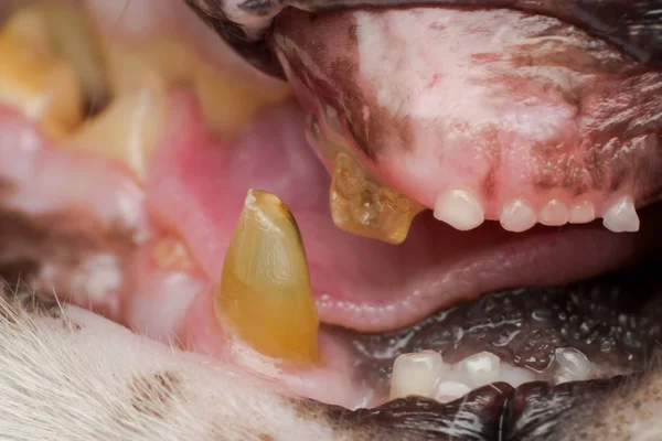 Dentición gato muy viejo, dientes fracturados y placa bacteriana — Foto de Stock