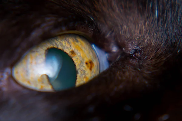 Czerniaka tęczówki w dorosłym kota, pigmentacja tęczówki — Zdjęcie stockowe