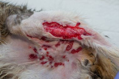 birden fazla ısırık yaraları ile kedi