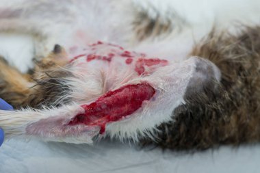 birden fazla ısırık yaraları ile kedi