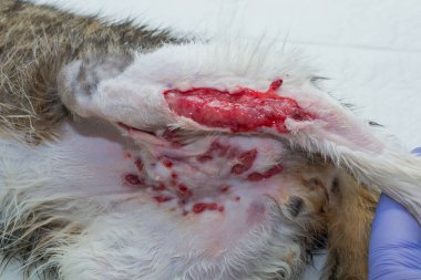 birden fazla ısırık yaraları ile kedi