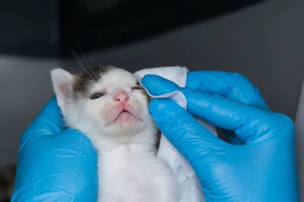 The veterinarian cleaning the kittens infected eyes with special — Stock Photo, Image