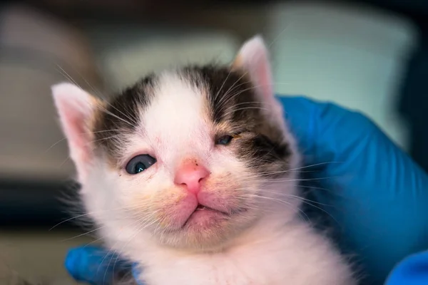 Gatito con conjuntivitis en manos de un veterinario — Foto de Stock