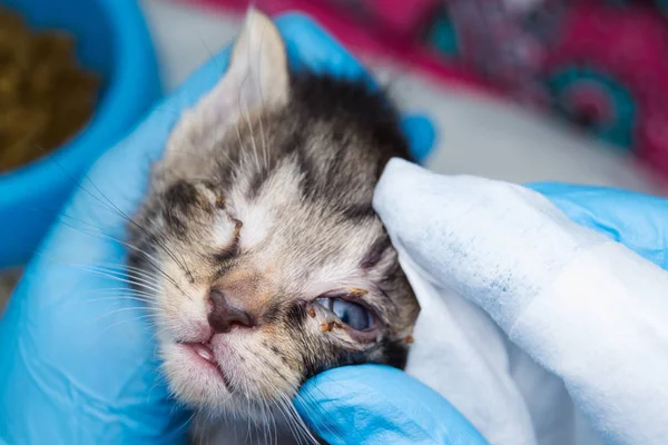 Gatito con conjuntivitis en manos de un veterinario — Foto de Stock