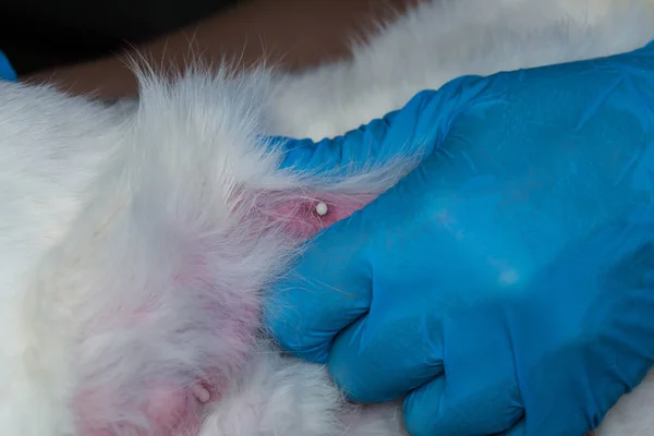 El veterinario masajea la glándula mamaria de un gato con mastit — Foto de Stock